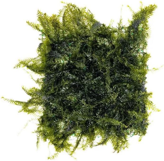 Christmas Moss Live Aquarium Plant - Freshwater Fish Tank Decorations for Natural Aquatic Décor (Golf Ball)