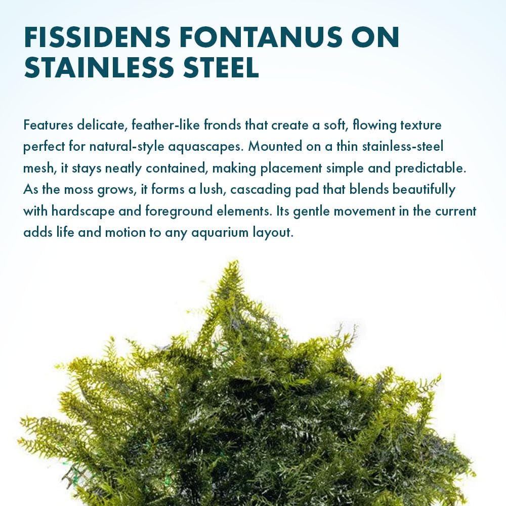 Christmas Moss Live Aquarium Plant - Freshwater Fish Tank Decorations for Natural Aquatic Décor (Golf Ball)