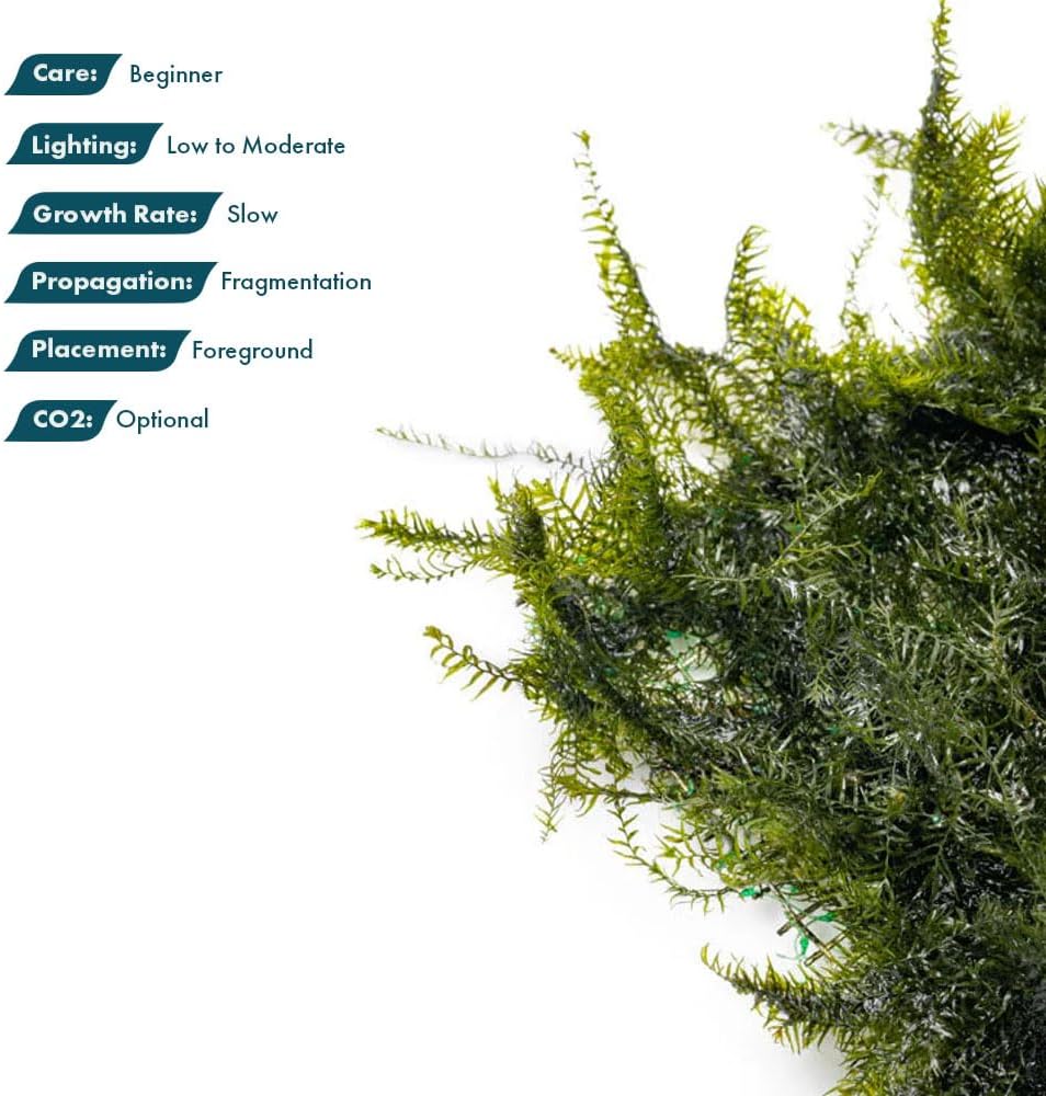 Christmas Moss Live Aquarium Plant - Freshwater Fish Tank Decorations for Natural Aquatic Décor (Golf Ball)