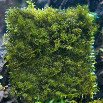 Christmas Moss Live Aquarium Plant - Freshwater Fish Tank Decorations for Natural Aquatic Décor (Golf Ball)