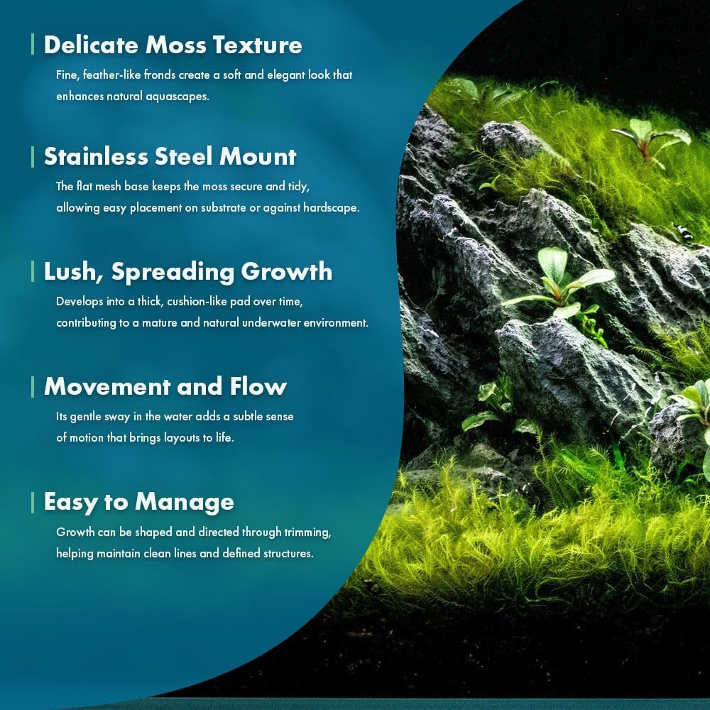 Christmas Moss Live Aquarium Plant - Freshwater Fish Tank Decorations for Natural Aquatic Décor (Golf Ball)