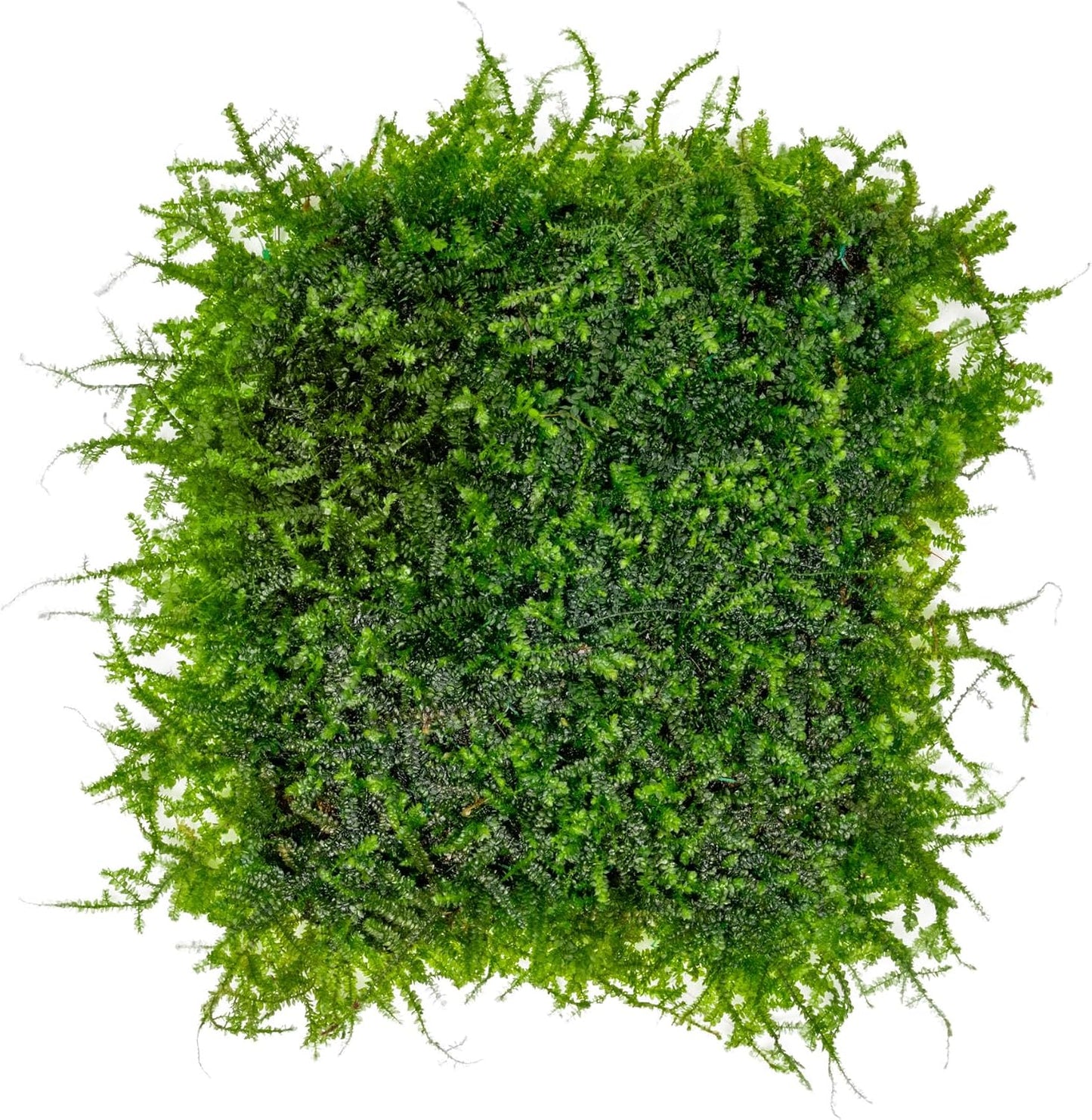 Christmas Moss Live Aquarium Plant - Freshwater Fish Tank Decorations for Natural Aquatic Décor (Golf Ball)