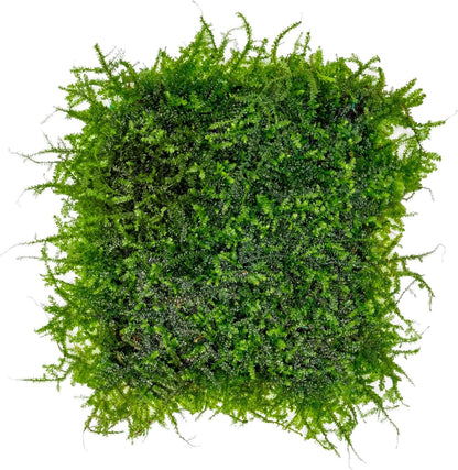 Christmas Moss Live Aquarium Plant - Freshwater Fish Tank Decorations for Natural Aquatic Décor (Golf Ball)