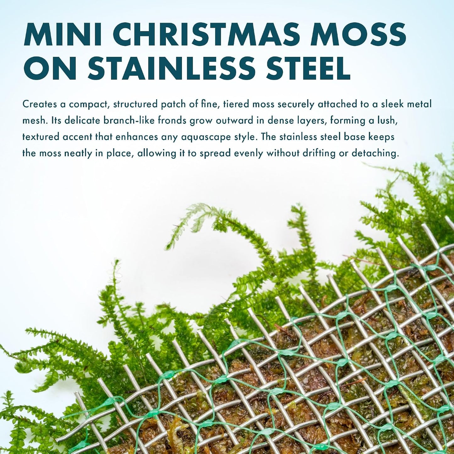 Christmas Moss Live Aquarium Plant - Freshwater Fish Tank Decorations for Natural Aquatic Décor (Golf Ball)
