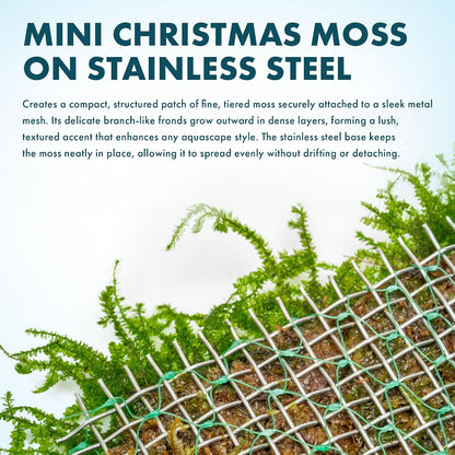 Christmas Moss Live Aquarium Plant - Freshwater Fish Tank Decorations for Natural Aquatic Décor (Golf Ball)