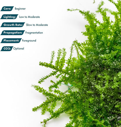 Christmas Moss Live Aquarium Plant - Freshwater Fish Tank Decorations for Natural Aquatic Décor (Golf Ball)