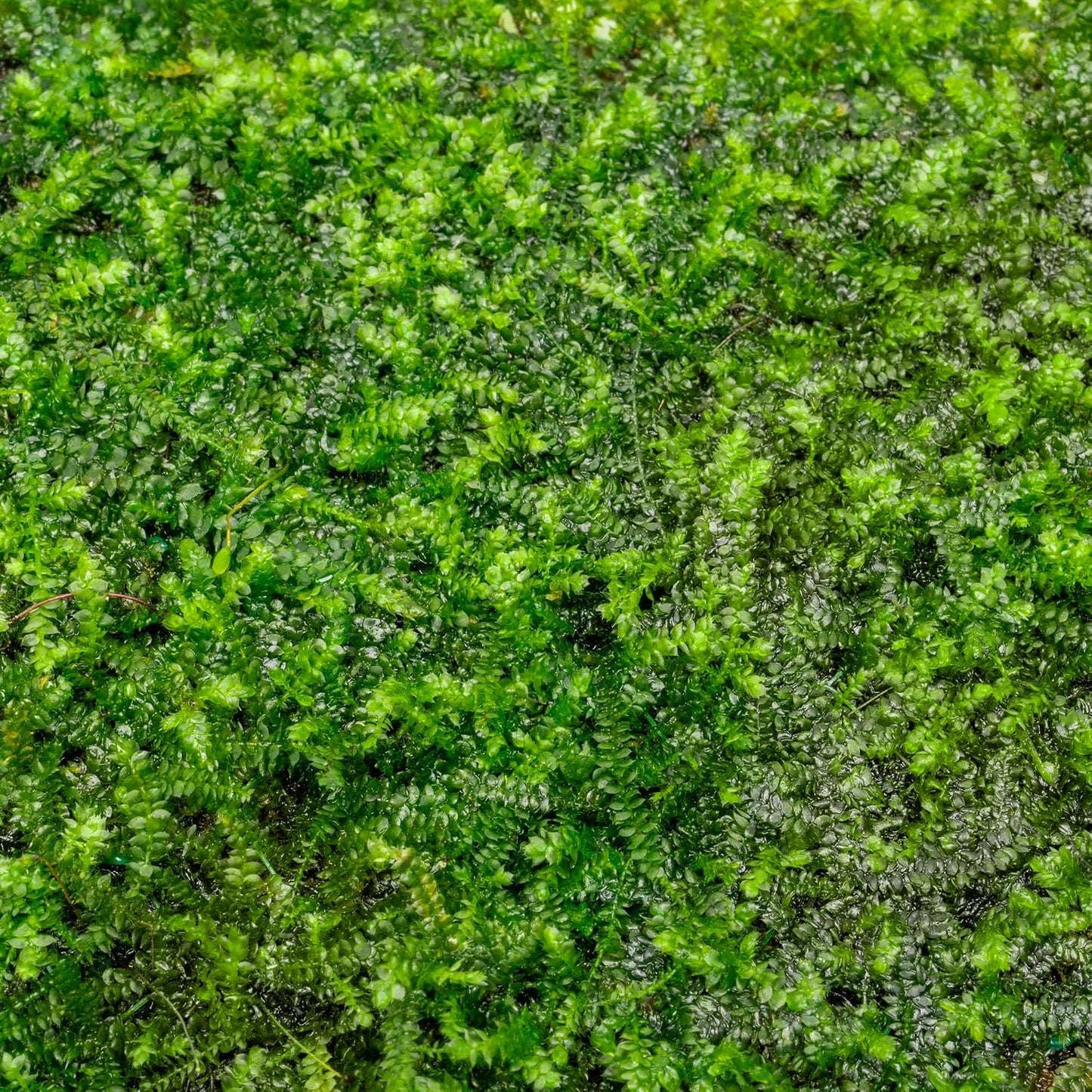 Christmas Moss Live Aquarium Plant - Freshwater Fish Tank Decorations for Natural Aquatic Décor (Golf Ball)