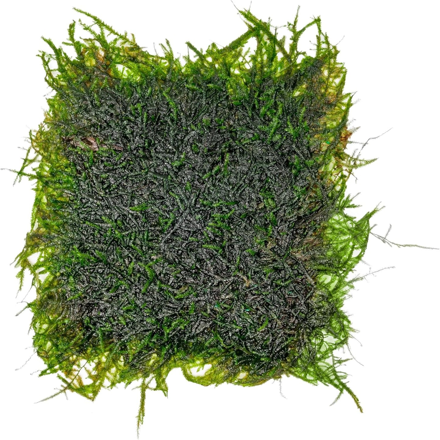 Christmas Moss Live Aquarium Plant - Freshwater Fish Tank Decorations for Natural Aquatic Décor (Golf Ball)