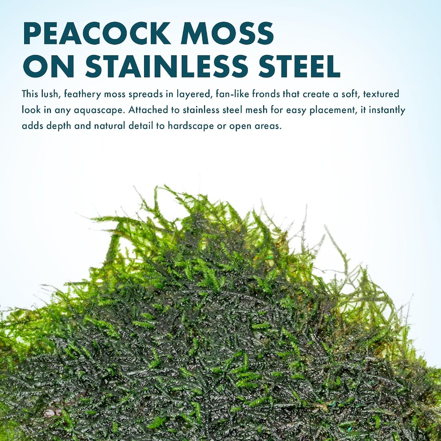 Christmas Moss Live Aquarium Plant - Freshwater Fish Tank Decorations for Natural Aquatic Décor (Golf Ball)