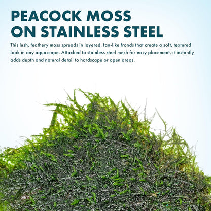 Christmas Moss Live Aquarium Plant - Freshwater Fish Tank Decorations for Natural Aquatic Décor (Golf Ball)