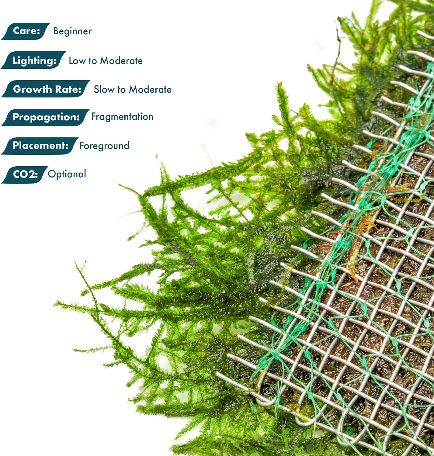 Christmas Moss Live Aquarium Plant - Freshwater Fish Tank Decorations for Natural Aquatic Décor (Golf Ball)