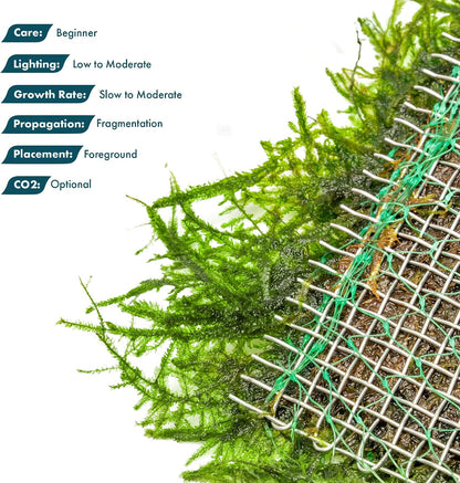 Christmas Moss Live Aquarium Plant - Freshwater Fish Tank Decorations for Natural Aquatic Décor (Golf Ball)