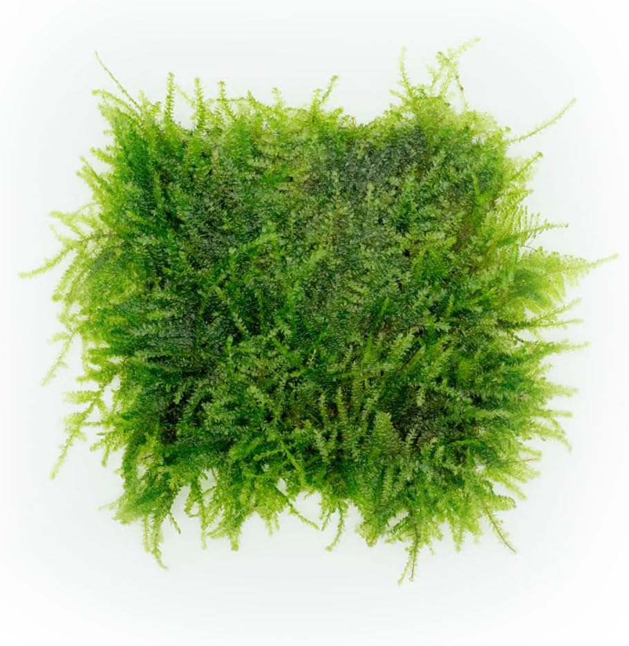 Christmas Moss Live Aquarium Plant - Freshwater Fish Tank Decorations for Natural Aquatic Décor (Golf Ball)