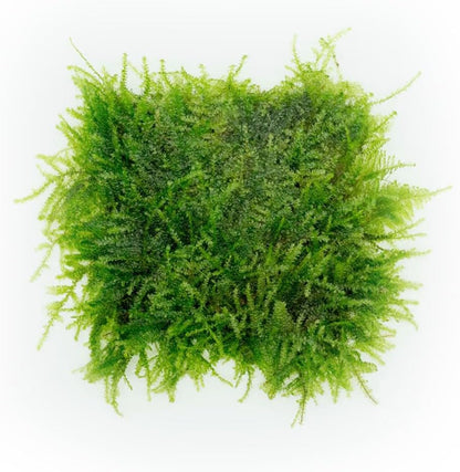 Christmas Moss Live Aquarium Plant - Freshwater Fish Tank Decorations for Natural Aquatic Décor (Golf Ball)