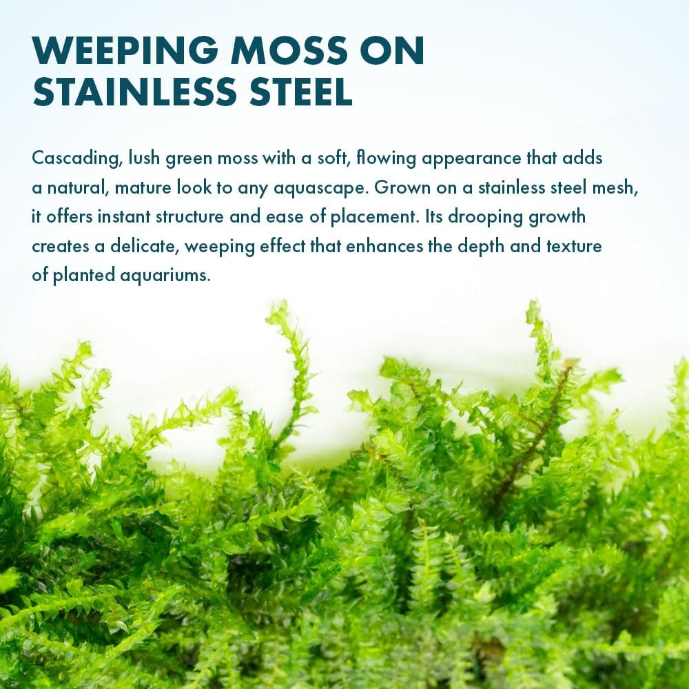 Christmas Moss Live Aquarium Plant - Freshwater Fish Tank Decorations for Natural Aquatic Décor (Golf Ball)
