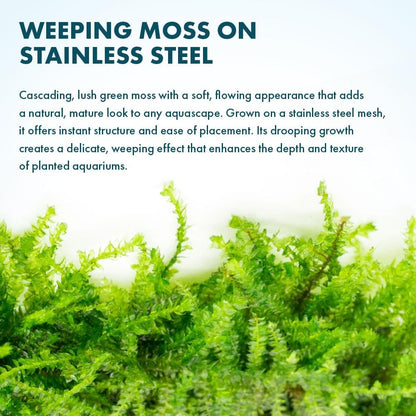 Christmas Moss Live Aquarium Plant - Freshwater Fish Tank Decorations for Natural Aquatic Décor (Golf Ball)
