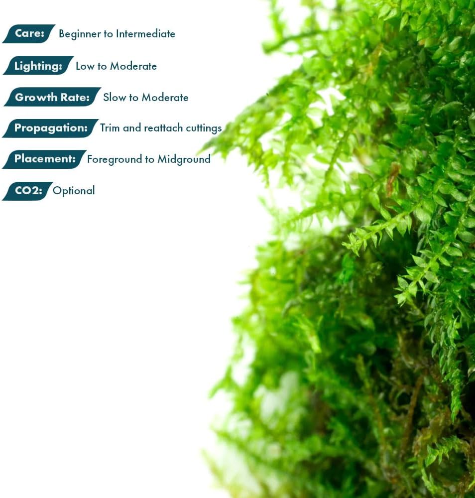 Christmas Moss Live Aquarium Plant - Freshwater Fish Tank Decorations for Natural Aquatic Décor (Golf Ball)