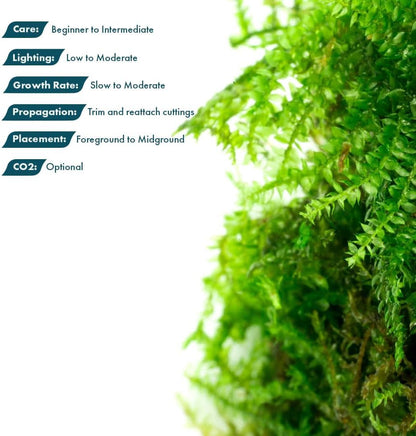 Christmas Moss Live Aquarium Plant - Freshwater Fish Tank Decorations for Natural Aquatic Décor (Golf Ball)