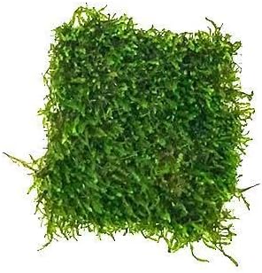 Christmas Moss Live Aquarium Plant - Freshwater Fish Tank Decorations for Natural Aquatic Décor (Golf Ball)