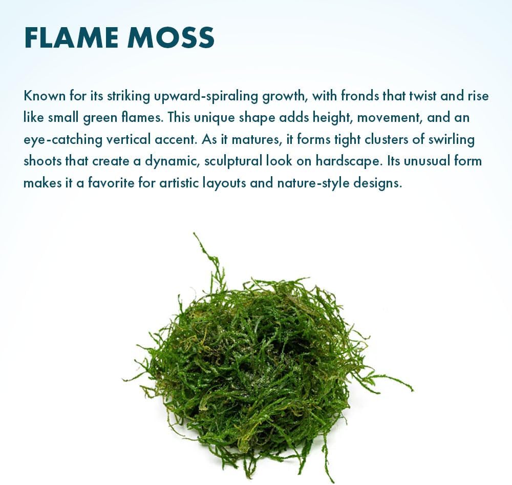 Christmas Moss Live Aquarium Plant - Freshwater Fish Tank Decorations for Natural Aquatic Décor (Golf Ball)
