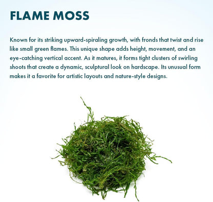 Christmas Moss Live Aquarium Plant - Freshwater Fish Tank Decorations for Natural Aquatic Décor (Golf Ball)