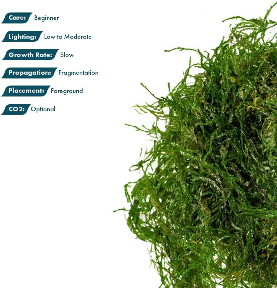 Christmas Moss Live Aquarium Plant - Freshwater Fish Tank Decorations for Natural Aquatic Décor (Golf Ball)