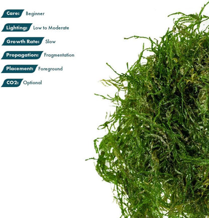 Christmas Moss Live Aquarium Plant - Freshwater Fish Tank Decorations for Natural Aquatic Décor (Golf Ball)