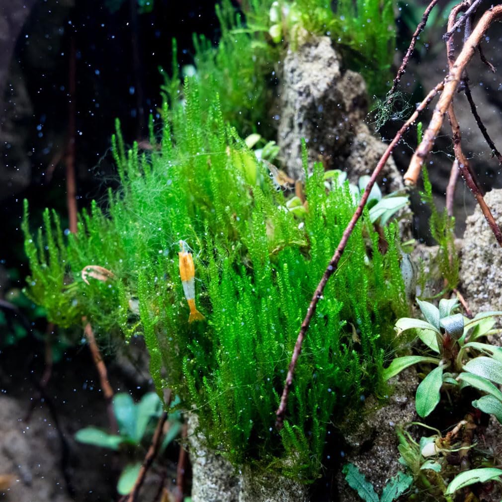 Christmas Moss Live Aquarium Plant - Freshwater Fish Tank Decorations for Natural Aquatic Décor (Golf Ball)
