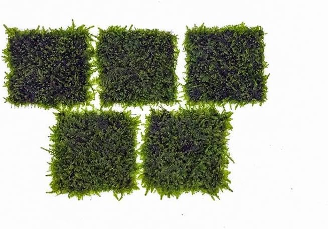 Christmas Moss Live Aquarium Plant - Freshwater Fish Tank Decorations for Natural Aquatic Décor (Golf Ball)