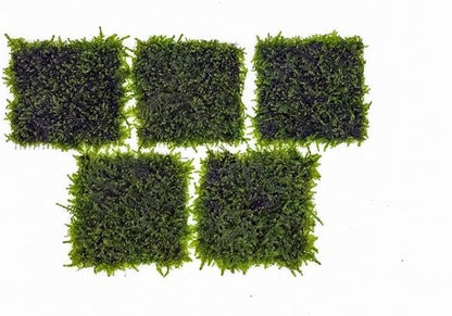 Christmas Moss Live Aquarium Plant - Freshwater Fish Tank Decorations for Natural Aquatic Décor (Golf Ball)
