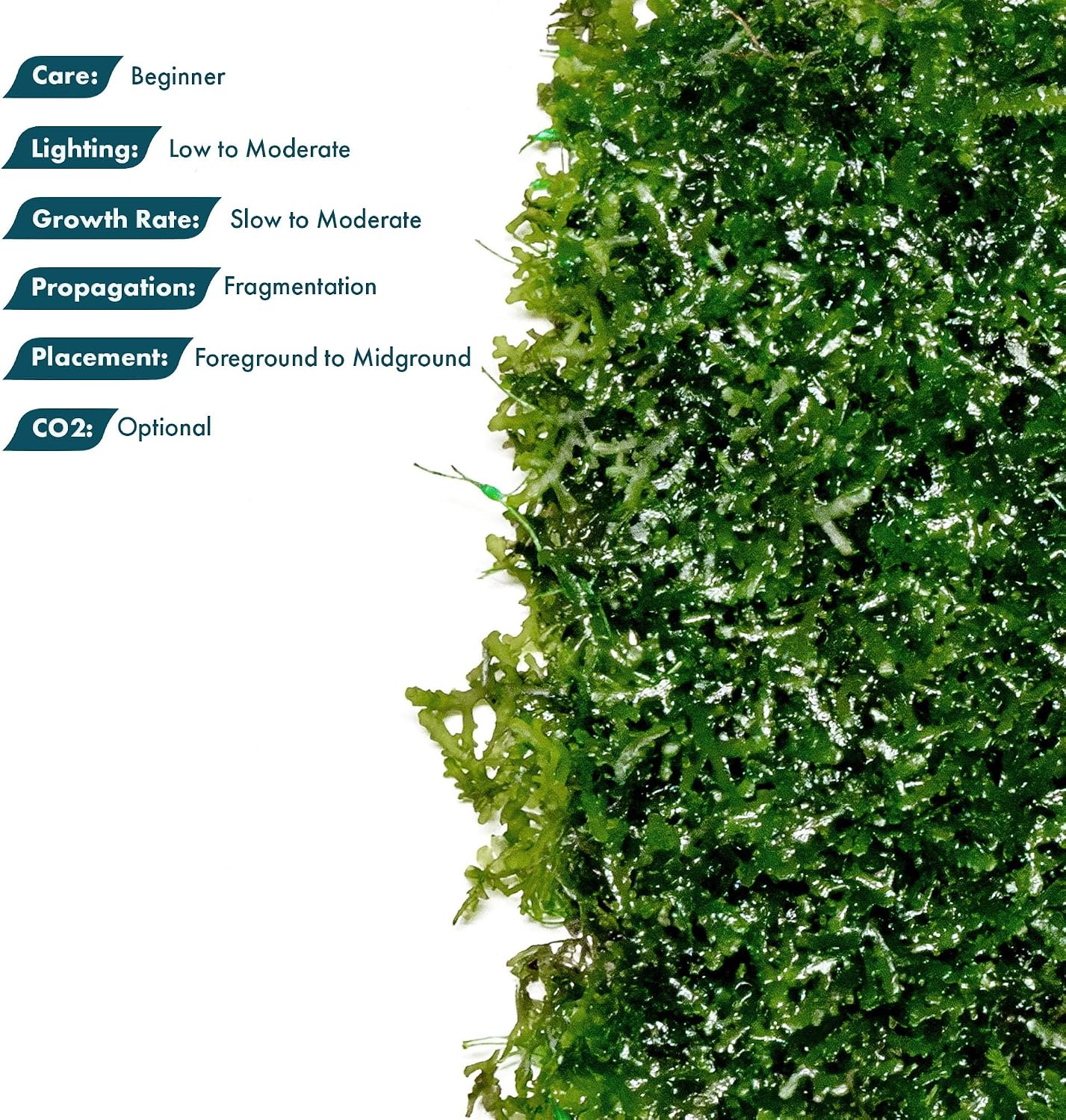 Christmas Moss Live Aquarium Plant - Freshwater Fish Tank Decorations for Natural Aquatic Décor (Golf Ball)