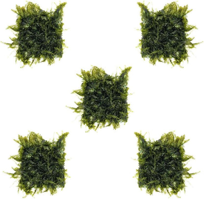 Christmas Moss Live Aquarium Plant - Freshwater Fish Tank Decorations for Natural Aquatic Décor (Golf Ball)