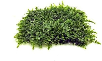Christmas Moss Live Aquarium Plant - Freshwater Fish Tank Decorations for Natural Aquatic Décor (Golf Ball)