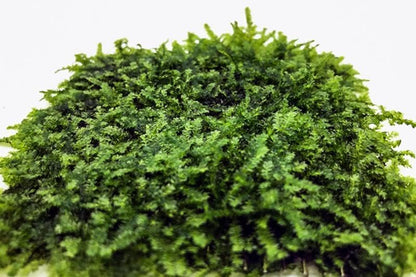 Christmas Moss Live Aquarium Plant - Freshwater Fish Tank Decorations for Natural Aquatic Décor (Golf Ball)