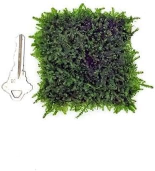 Christmas Moss Live Aquarium Plant - Freshwater Fish Tank Decorations for Natural Aquatic Décor (Golf Ball)