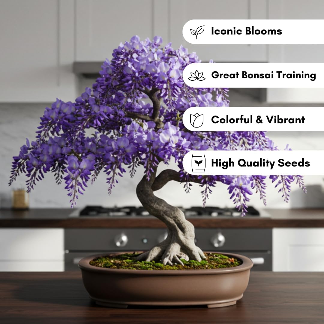 Weeping Wisteria Bonsai Tree Seeds for Planting – 10 Seeds | Cascading Purple Blooms | Outdoor Flowering Bonsai | Fast-Growing Vine Tree for Pots, Patios & Gardens