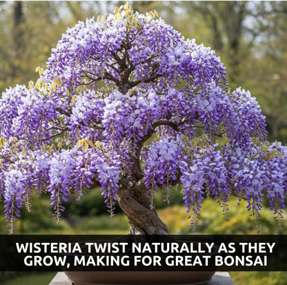 Weeping Wisteria Bonsai Tree Seeds for Planting – 10 Seeds | Cascading Purple Blooms | Outdoor Flowering Bonsai | Fast-Growing Vine Tree for Pots, Patios & Gardens