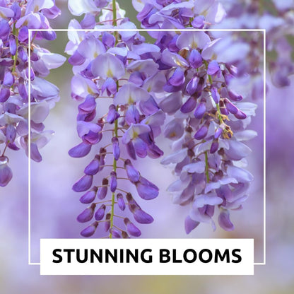 Weeping Wisteria Bonsai Tree Seeds for Planting – 10 Seeds | Cascading Purple Blooms | Outdoor Flowering Bonsai | Fast-Growing Vine Tree for Pots, Patios & Gardens
