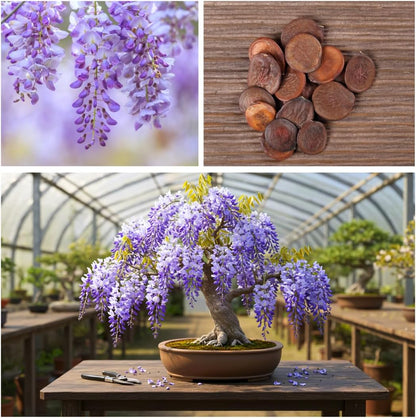 Weeping Wisteria Bonsai Tree Seeds for Planting – 10 Seeds | Cascading Purple Blooms | Outdoor Flowering Bonsai | Fast-Growing Vine Tree for Pots, Patios & Gardens