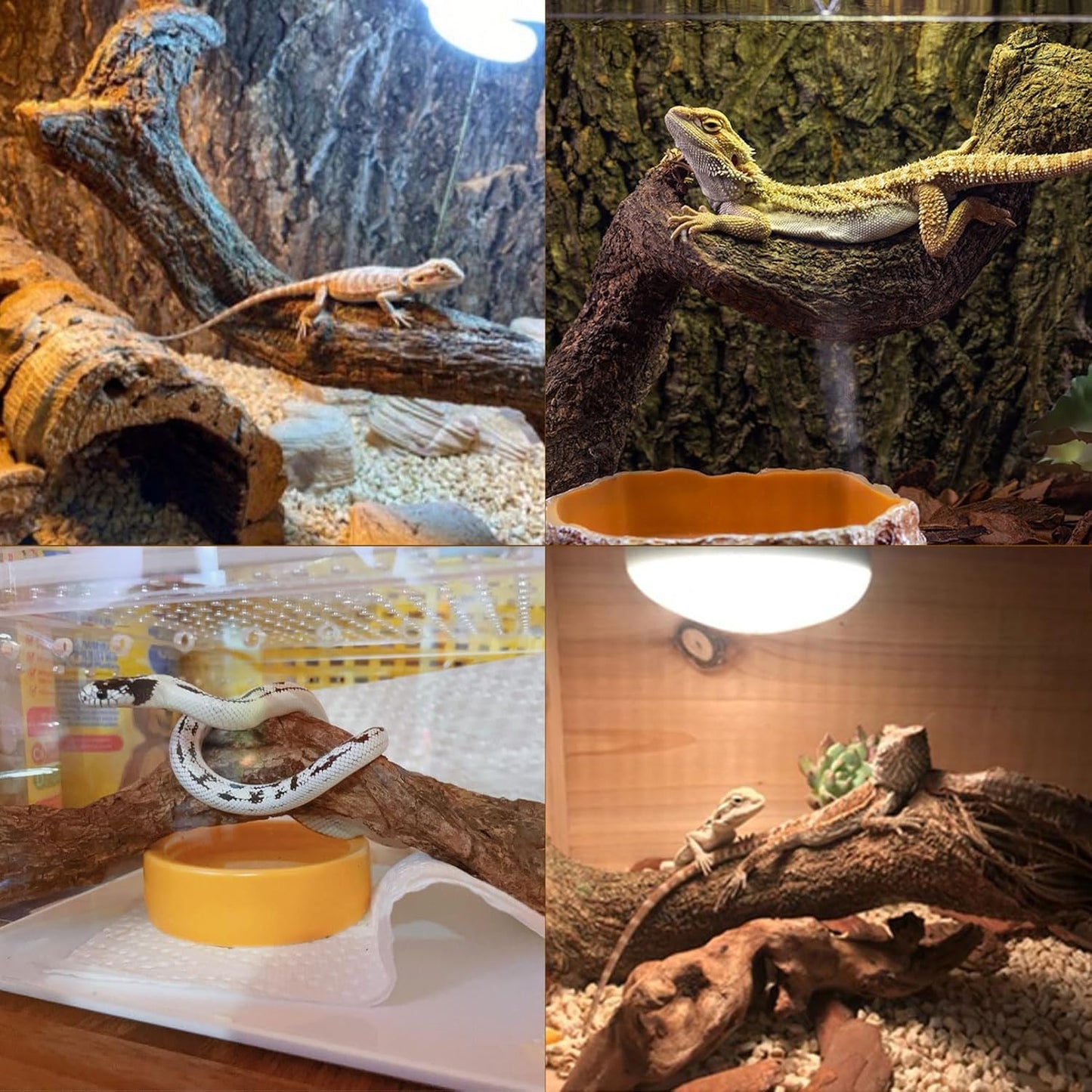 Reptile Decor 3PCS Natural Forest Branch Terrarium Habitat Decoration Lizard Climbing Tree Branch for Bearded Dragon Gecko Snake Frog Chameleon Spider