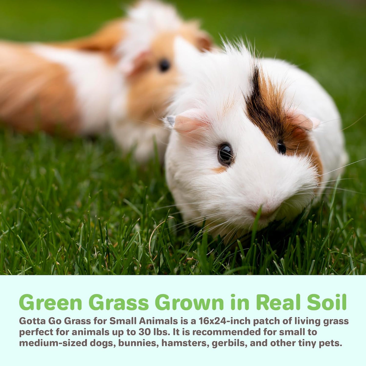 Gotta Go Grass for Small Animals – Natural Real Grass Bedding & Pet Resting Pad, Grass Potty Pad for Rabbits, Guinea Pigs, Hamsters, and Small Pets, Odor Absorbent Grass Mat (Refill Pack 16" x 24")
