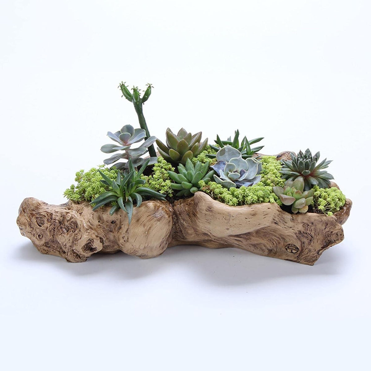 Holder in Driftwood for Indoor Decoration