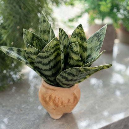 4 Pcs Artificial Snake Plants,Faux Snake Plant 7.48" Tropical Fake Plants Mini Tongue Plant for Home, Office & Garden Décor,Without Vase (Greenish-Yellow)