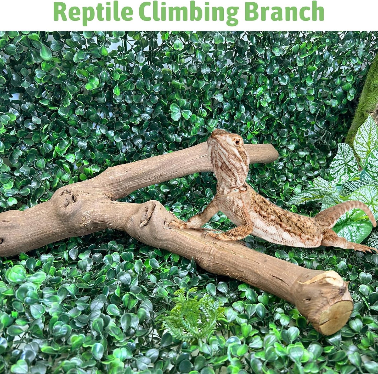 Reptile Climbing Decor 2 Pack Thick Wood Branches Snake Habitat Decorations Terrarium Wooden Tree Trunk Ornament for Bearded Dragon Lizard Snake Geckos Chameleon Frog