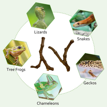Reptile Climbing Decor 2 Pack Thick Wood Branches Snake Habitat Decorations Terrarium Wooden Tree Trunk Ornament for Bearded Dragon Lizard Snake Geckos Chameleon Frog