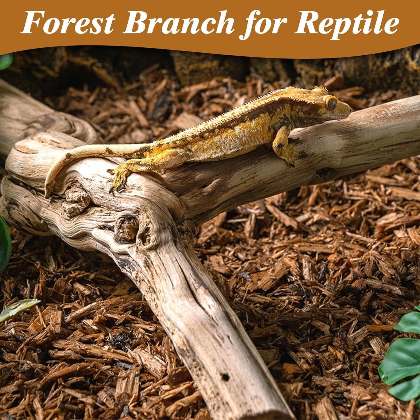Reptile Climbing Decor 2 Pack Thick Wood Branches Snake Habitat Decorations Terrarium Wooden Tree Trunk Ornament for Bearded Dragon Lizard Snake Geckos Chameleon Frog