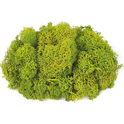 Moss Preserved, 4 OZ Fake Reindeer Moss for Potted Plants for Craft Arts Floral Wall Decor Wedding Centerpieces Fairy Garden Artificial Terrariums Decoration for Christmas(Black)
