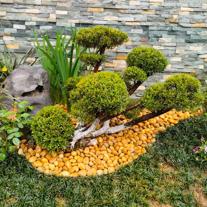 YISZM 5lbs White River Rocks, 1-2 Inch Natural Pebbles for Indoor Plants, High Polished Decorative Stones Vase Filler Fish Tank Aquariums Landscaping Garden Outdoor and Indoor DIY