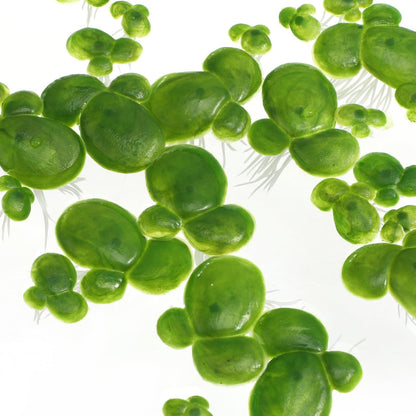 36 pcs Artificial Duckweed Plant Decor Green Plastic Floating Aquarium Plants 1.77 X 1.57 X 1.18 in Fish Tank Decor for Shade and Water Tank Display