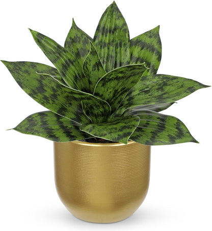 Artificial Snake Plants 9" Faux Agave Succulent Plant Potted in Black Pot Fake Sansevieria Aloe Tropical Plant for Desk Modern Office Home Bathroom Indoor Outdoor Decor